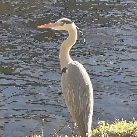 Am Enzufer Mit Balkon In Im Schwarzwald Lejlighed *