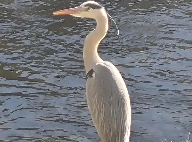 Am Enzufer Mit Balkon In Im Schwarzwald 公寓 *